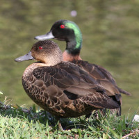 Chestnut Teal